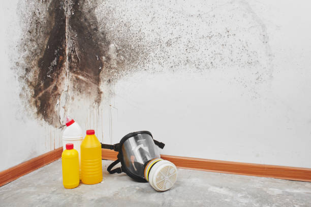 Best Toxic Mold Removal  in Sa De Oro Mount Helix, CA