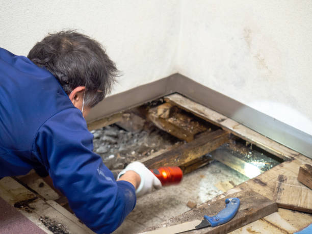 Best Mold Cleaning Services  in Sa De Oro Mount Helix, CA
