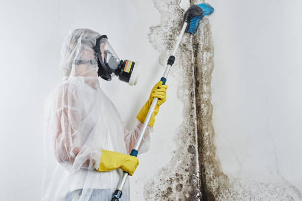 Best Toxic Mold Removal  in Sa De Oro Mount Helix, CA