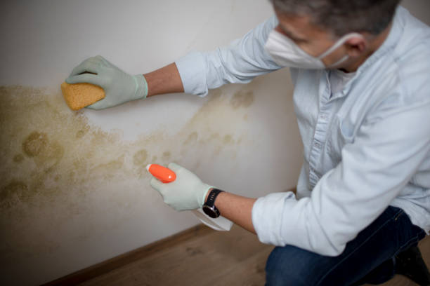  Sa De Oro Mount Helix, CA Mold Removal Pros