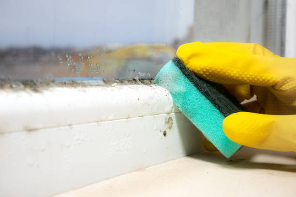 Crawl Space Mold Removal in Casa De Oro Mount Helix, CA