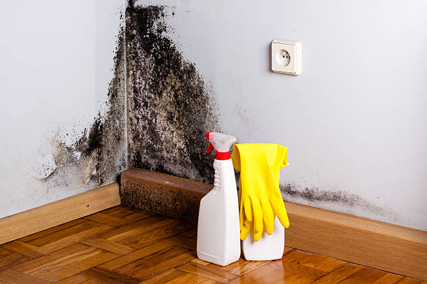 Office Mold Removal Services in Casa De Oro Mount Helix, CA
