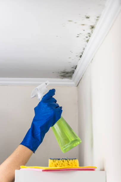 Attic Mold Removal in Casa De Oro Mount Helix, CA