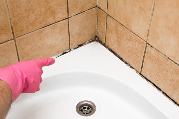 Best Certified Mold Removal  in Sa De Oro Mount Helix, CA