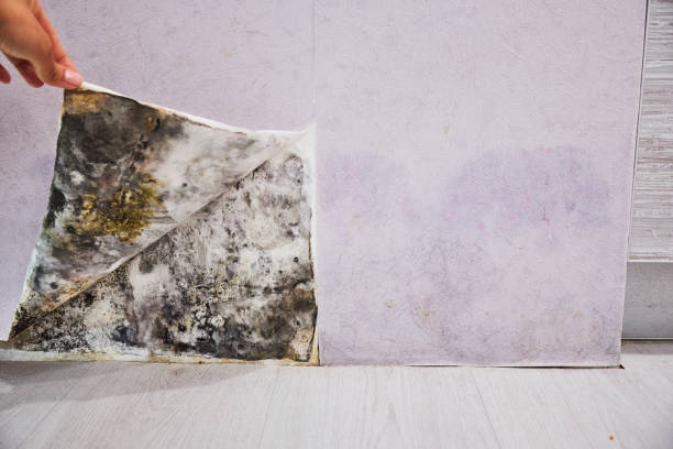 Best Commercial Mold Removal  in Sa De Oro Mount Helix, CA